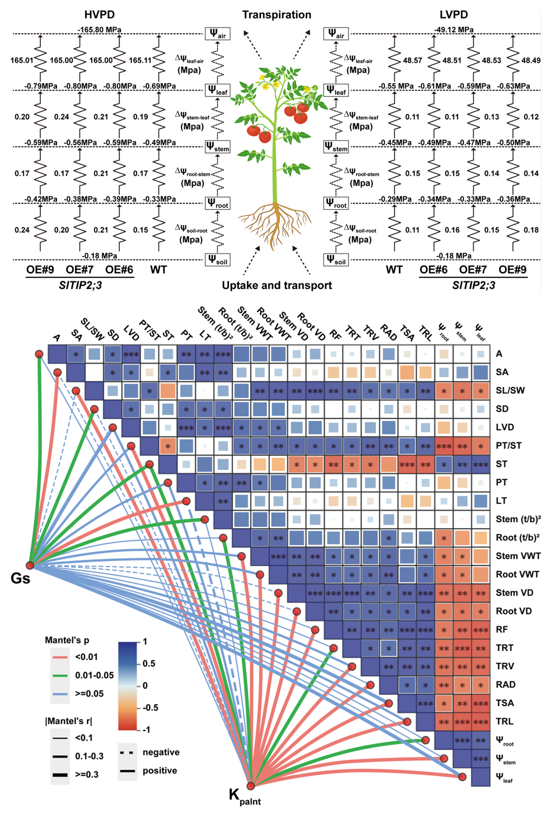 圖2 SlTIP2;3通過正向調(diào)控Kplant緩解隨VPD增加而導(dǎo)致的gs下降趨勢.png